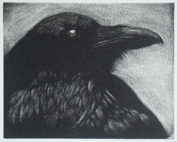 Corvus