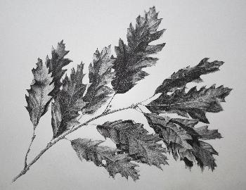 Oak Leaves